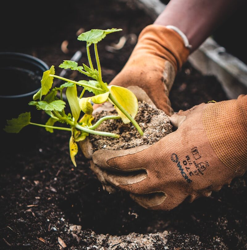 Photo by Jonathan Kemper person holding green plant on black pot
